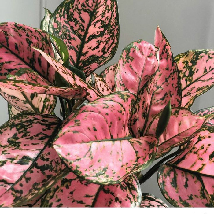 

aglonema lady Valentine
