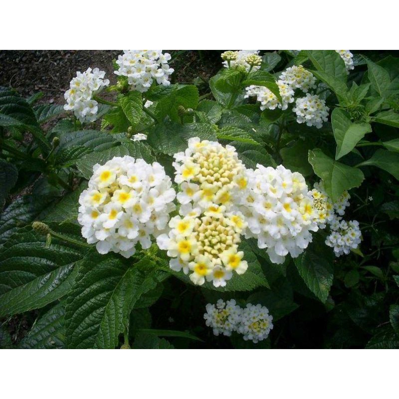 

Lantana Putih mikro
