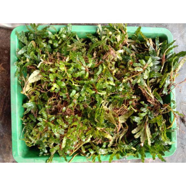 Buce bucephalandra Senampan tanaman aquascape aquarium Buce bucephalandra Senampan tanaman aquascape aquarium