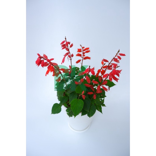 Salvia Berbunga - Tanaman Hias Bunga Salvia Berbunga ( Sedia 4 Warna) - taman