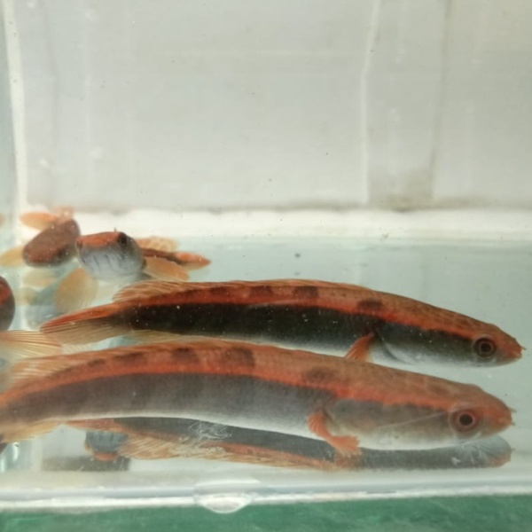 promo murah CHANNA SUPER RED MARU SAMPIT 11-12 CM  PACKING STYROFOAM Berkualitas