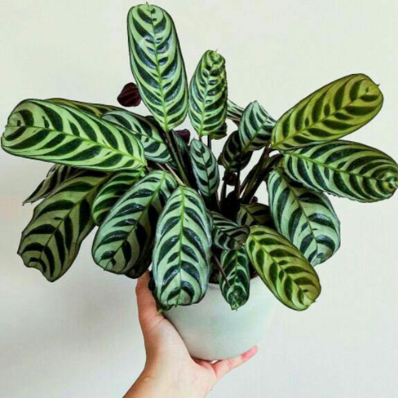 Jual Calathea Burle Marx Calathea Sepat Calathea Spat Maranta Merak