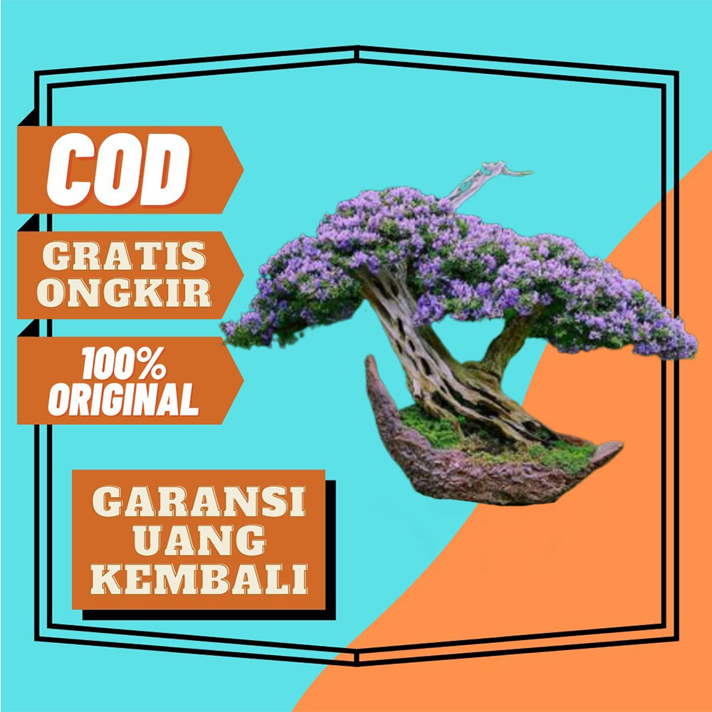 Bunga Kemuning Tanaman Kemuning Super Micro Bahan Bonsai Cantik dan Unik