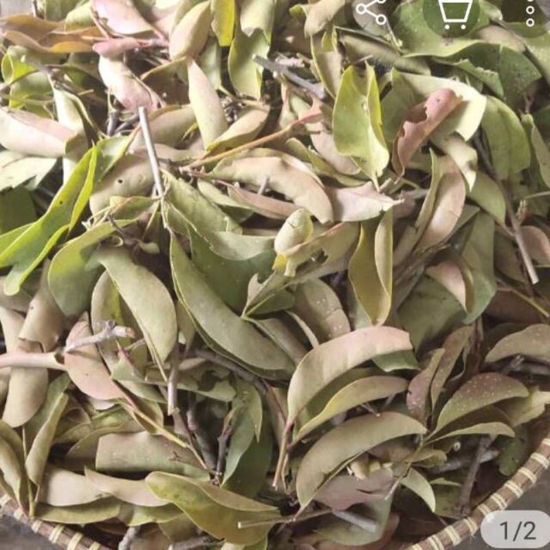 

benalu alpukat segar 500 gram