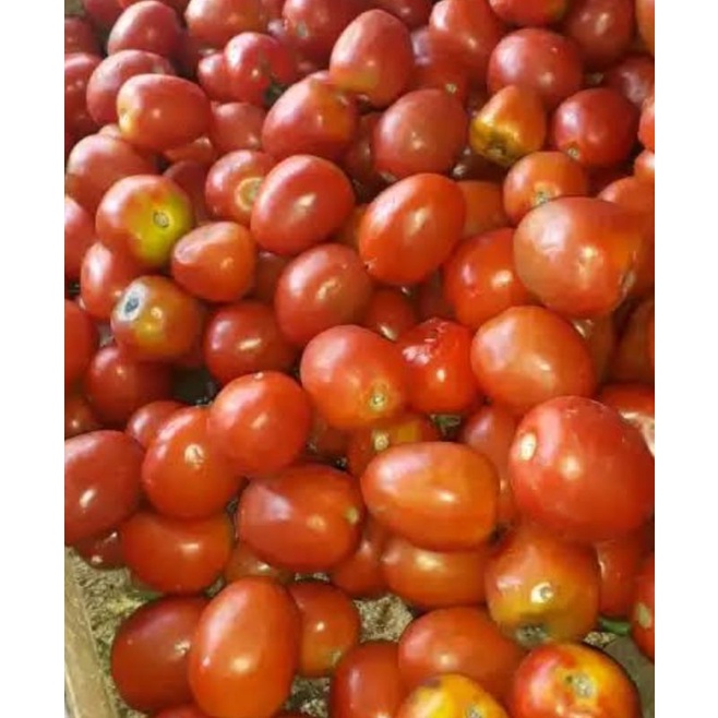 

tomat 250 gr