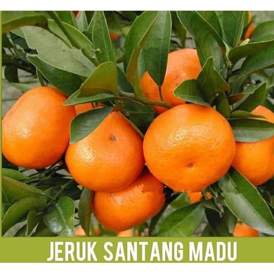 sudah berbuah jeruk santang madu