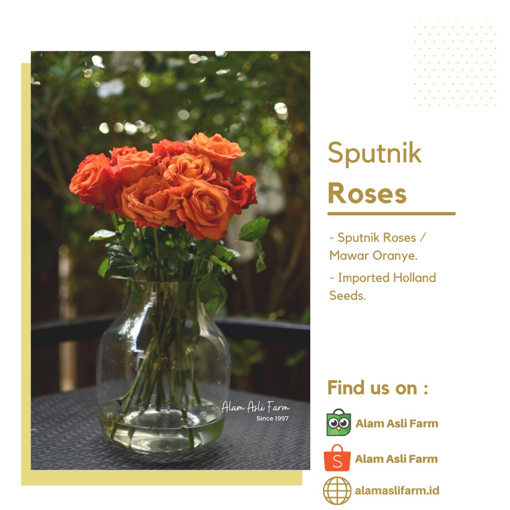 20 Tangkai Bunga Mawar Potong Oranye Segar Bibit Import Holland