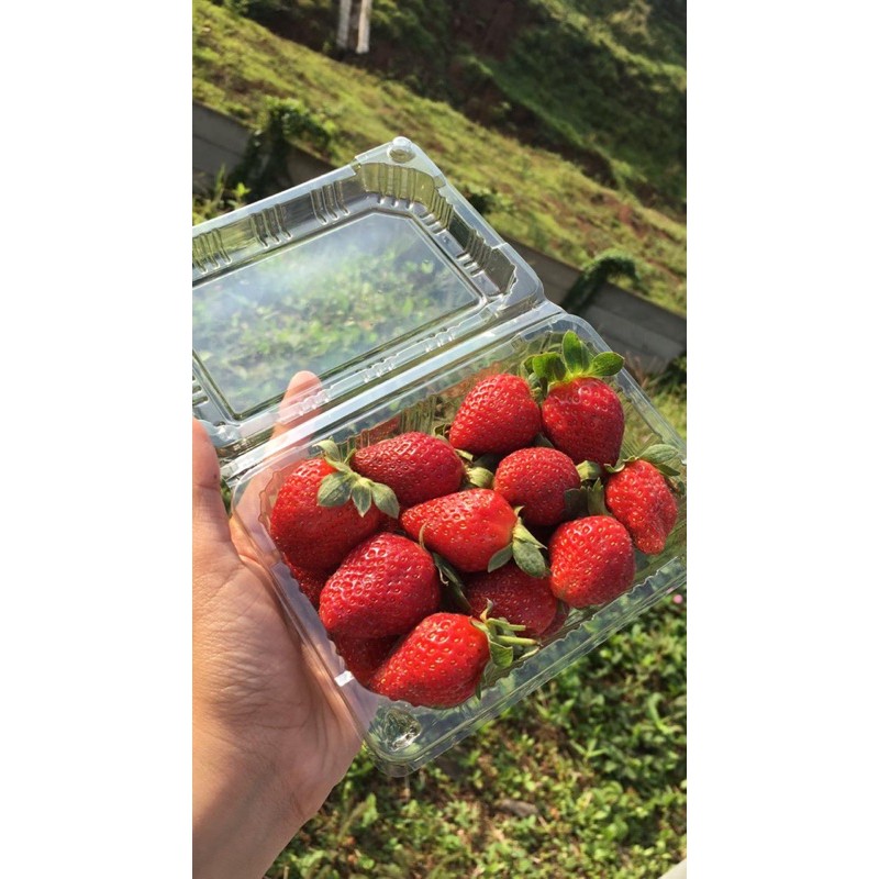 

[ KHUSUS AREA JAWA BARAT ] strawberry fresh asli ciwidey 250 gr