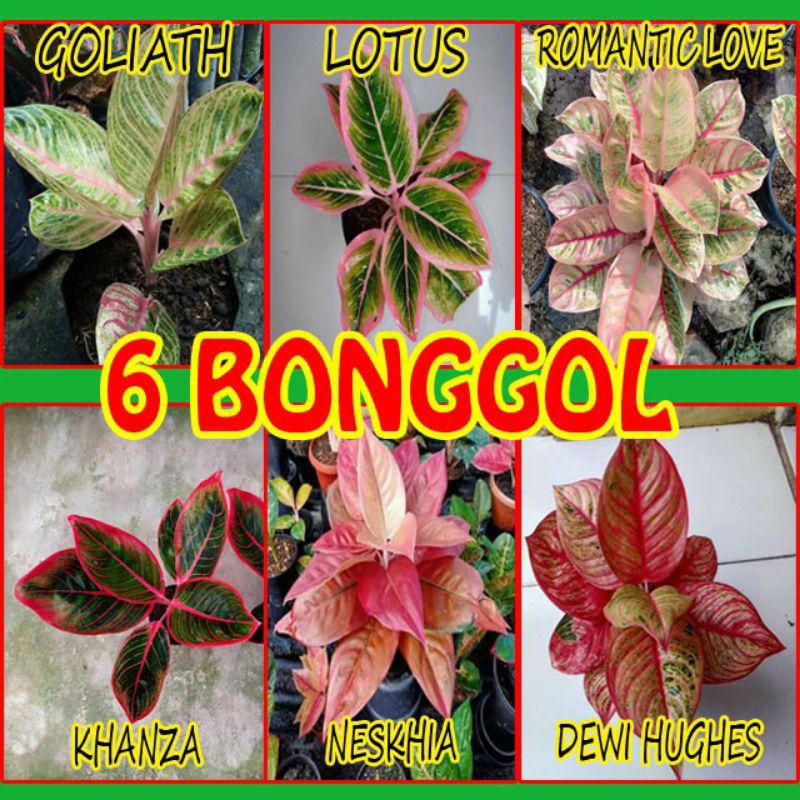 promo paket 6 bonggol aglonema Goliath, lotus,romantic love, Khanza, neskia, Dewi Hughes