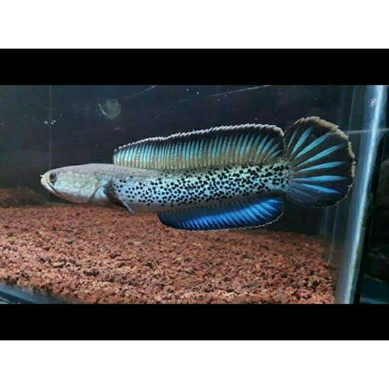 chana stewarti 15 cm stewartii karbi