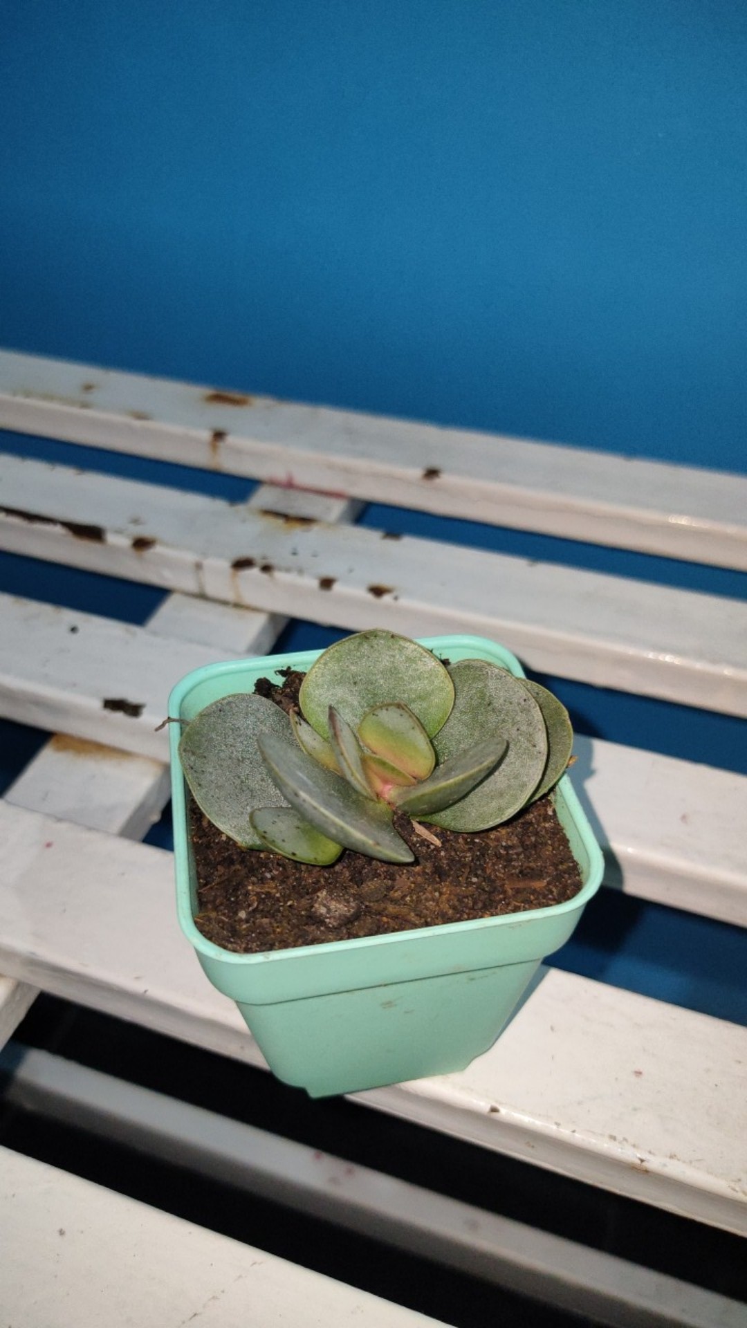 Tanaman Hias Sukulen/succulent Crasulla Arborescens