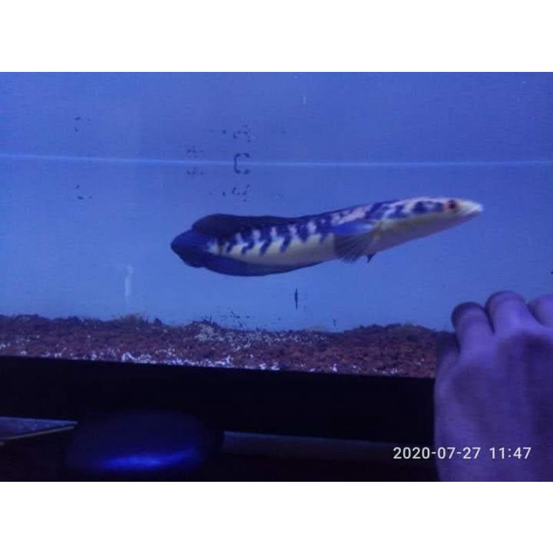 Channa Maru Yellow Sentarum, maru ys red eye