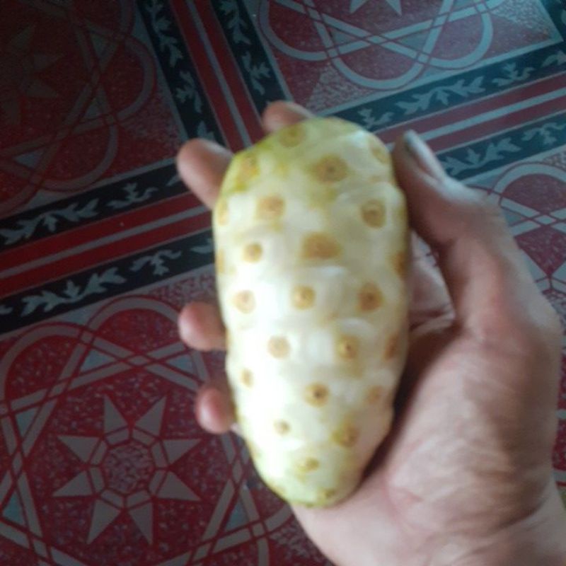 

buah mangkudu