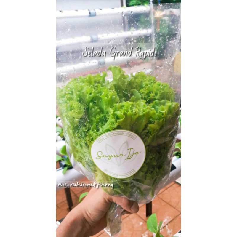 

Sayur Segar Selada Keriting Hidroponik
