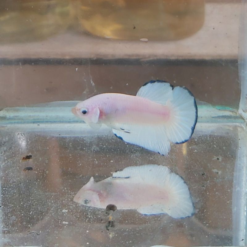 Ikan Cupang Blue Rim Size S+ top grade (Harga termurah)