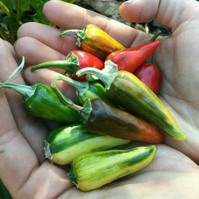 Benih Seribuan - 2 Bibit Cabe Hias Fish Pepper Unggul