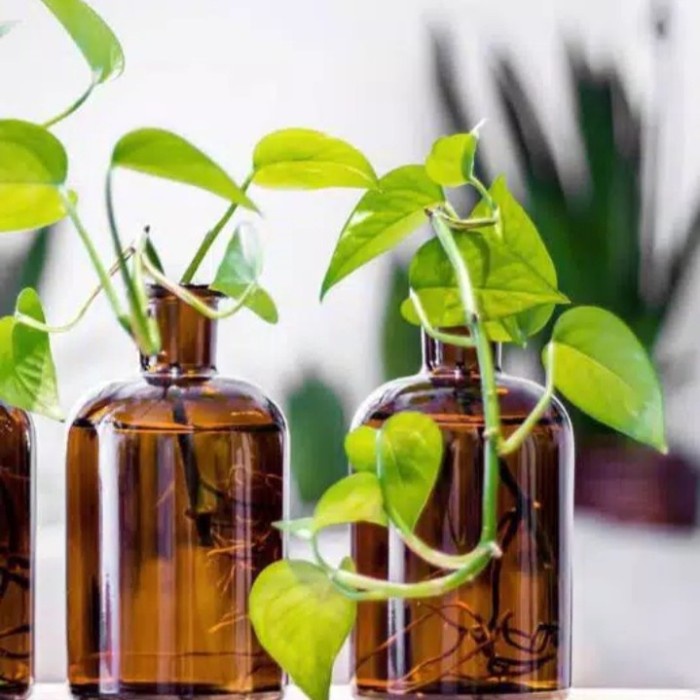 Tanaman hias sirih gading lemon/ Tanaman hias hidup / bunga sirih gading hidup murah / bunga hias hi