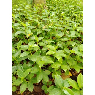 Jual Tanaman Hias Pacing Pentul/ Bunga Pacing Pentul | Shopee Indonesia