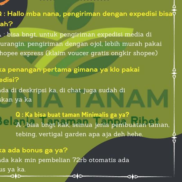 ➲ bibit pohon Tanaman Hias pohon bunga hidup Sakura tabebuya pink ➦