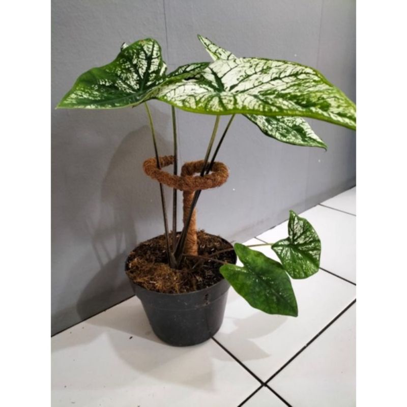 Termurah.. Turus Penyangga Batang Daun / Turus Penyangga Tanaman Lumbu-lumbuan