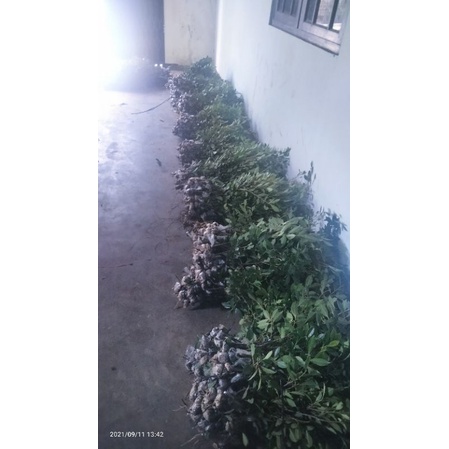 Bibit Kimeng isi 5 batang 50-60cm tanaman bonsai