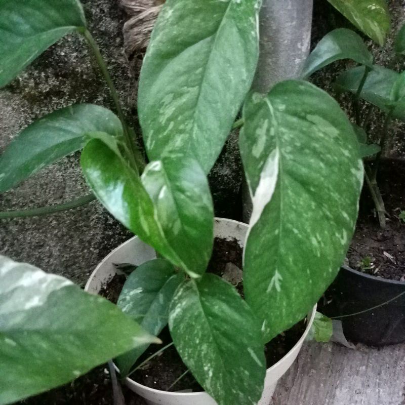 monstera epipremnum varigata 3.4 daun