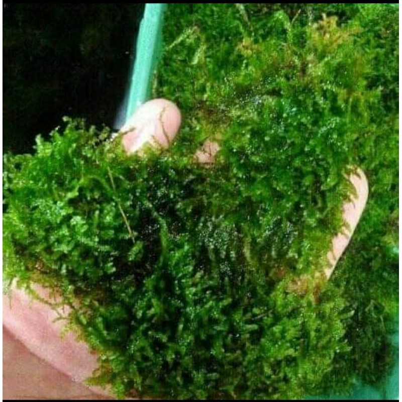 MOSS WEEPING LUMUT BAHAN UNTUK DECORASI AQUARIUM AQUASCAPE PER CUP PUDING