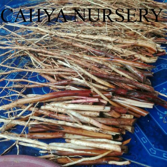 

Promo Akar pinang muda/akar jambe segar 100gram organik