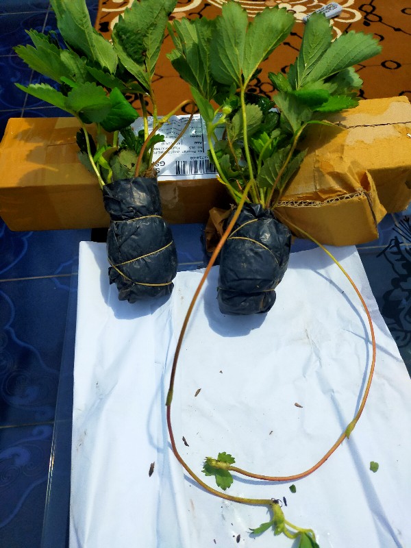 Tanaman Buah Strawberry Jumbo California Cod