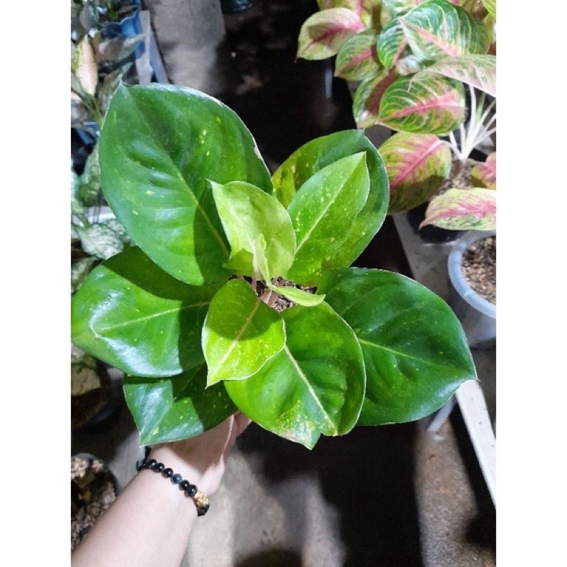 aglonema green emerald / emerald hijau anakan