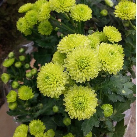 Bisa COD Tanaman Bunga Krisan Hijau Hidup Kondisi Berbunga Tanaman Hias Hidup Berbunga Krisan Murah