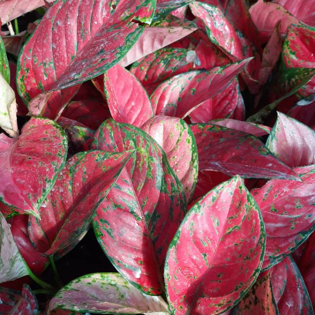  Aglonema  Red  Venus  Aglaonema  Red  Venus  Bibit Murmer 