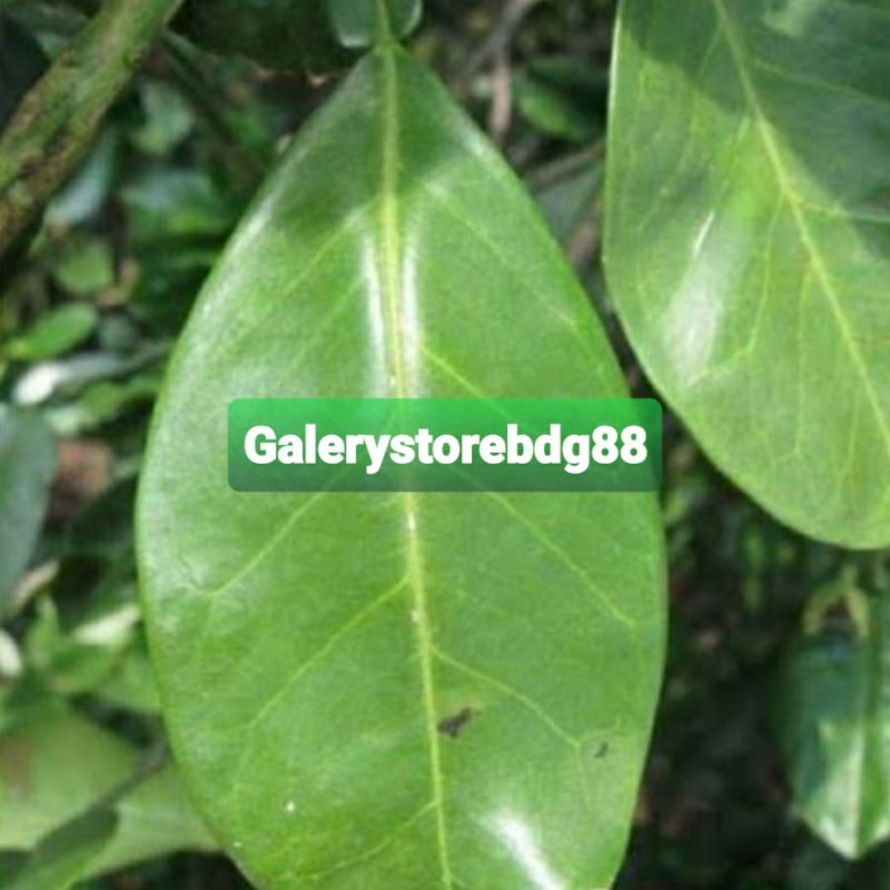 

Daun jeruk bali segar 500 gram petik langsung-az