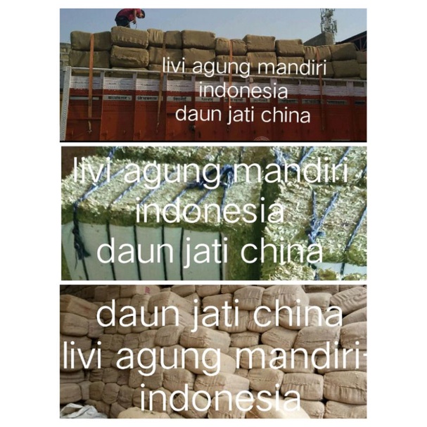 daun jati cina grade A premium