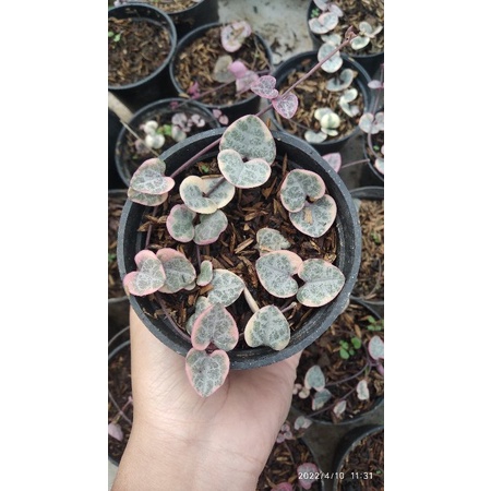 String of Heart Variegata