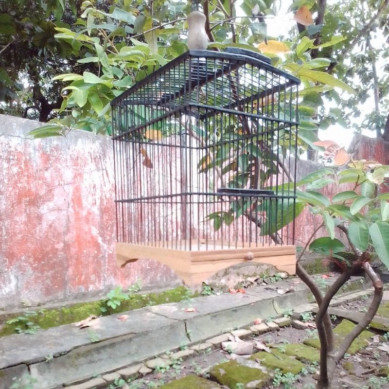 sangkar ciblek sirtu
