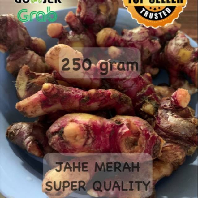 

JAHE MERAH KUALITAS SUPER 250GR FRESH ALAMI RED GINGGER