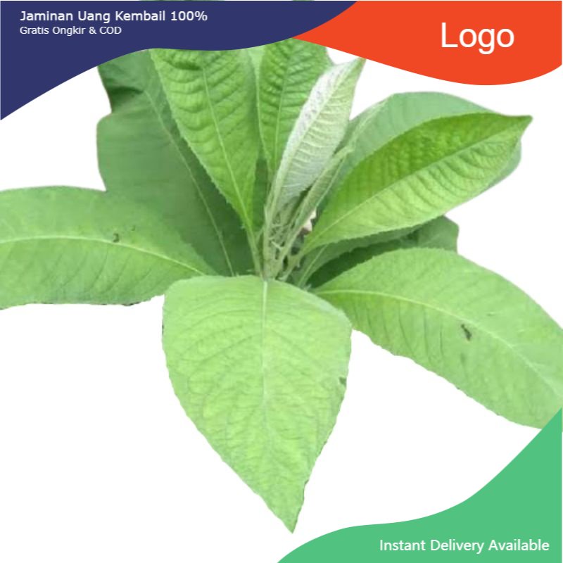 

Promo Daun sembung 100 gram fresh & organic