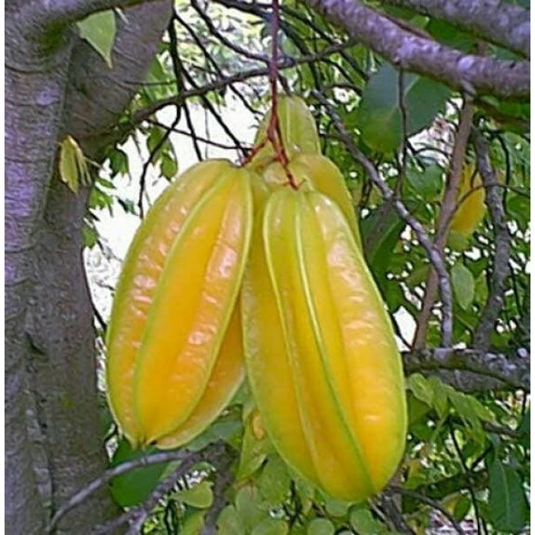 Bibit Belimbing Madu