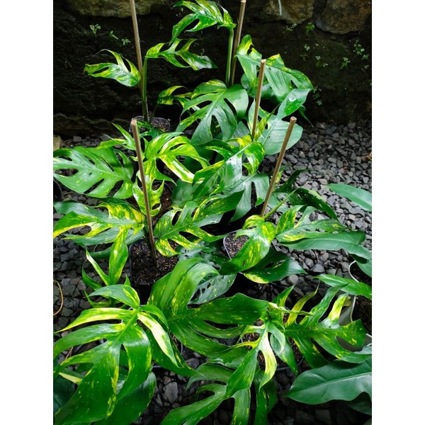 epip kujang f1 - epipremnum kujang yellow sunrise