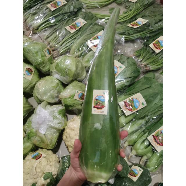 

Lidah Buaya Organik || Aloe Vera || 500-1200gr