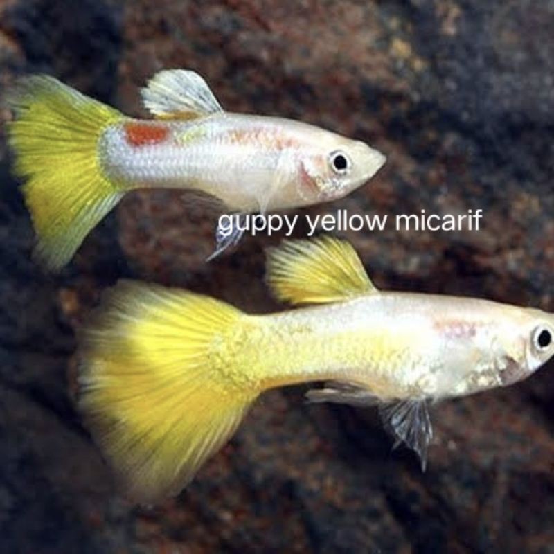 IKAN HIAS GUPPY YELLOW MICARIF