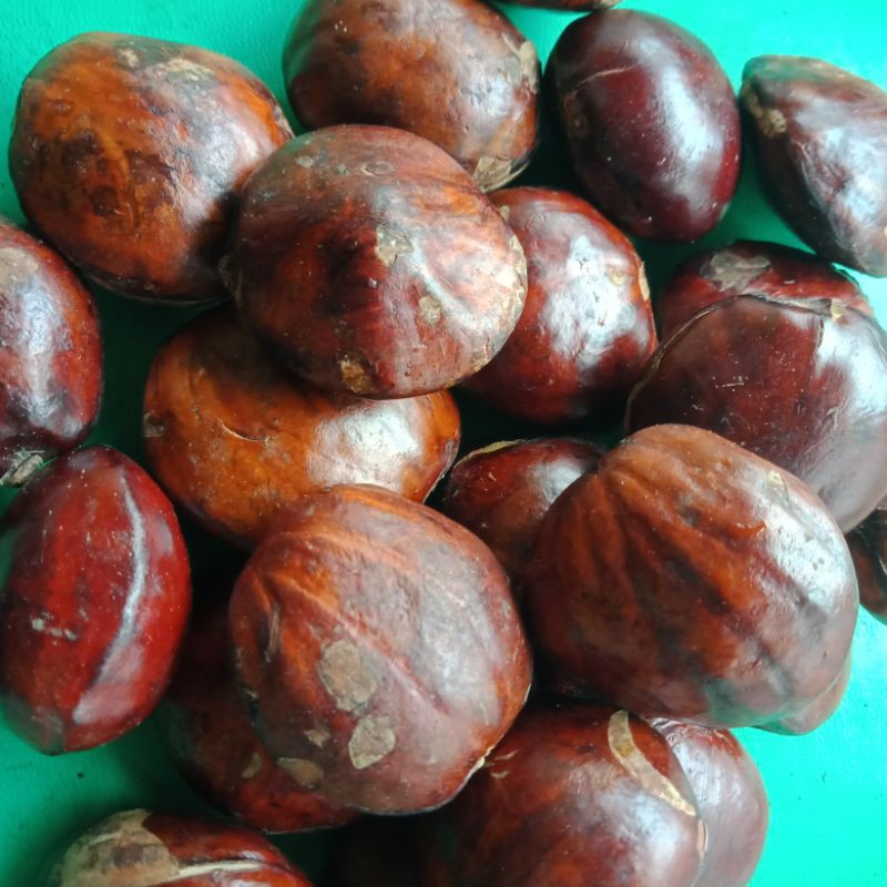 

jengkol tua 250gr