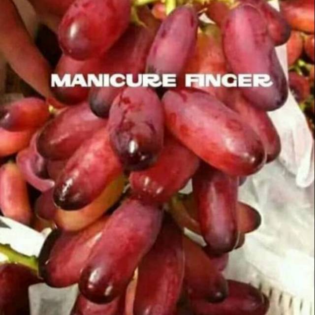 Bibit Anggur Import MANICURE FINGER // Anggur MF