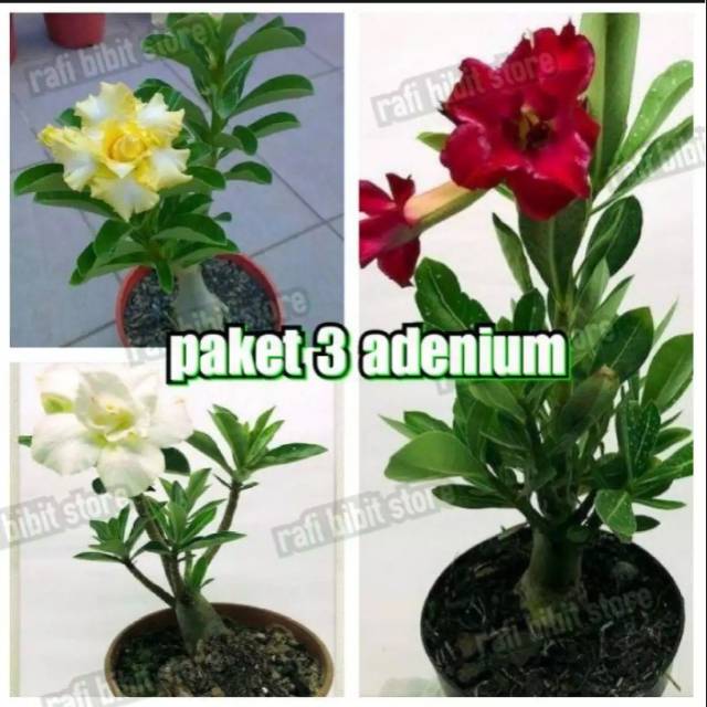Paket 3 Tanaman Hias Adenium Bunga Tumpuk Tanaman Hias Adenium Tanaman Kamboja Jepang Adenium Shopee Indonesia