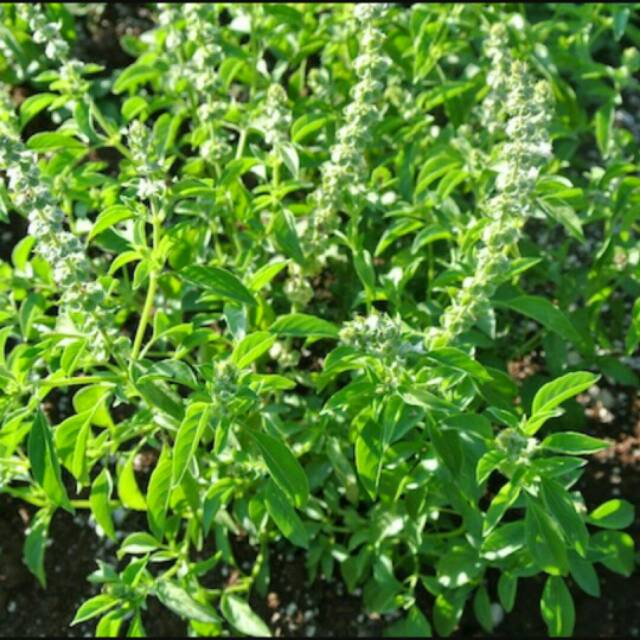 BIBIT BENIH DAUN KEMANGI PAKET 100 BIJI