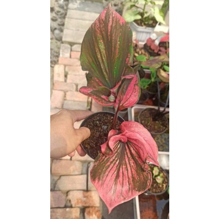 caladium red kujang