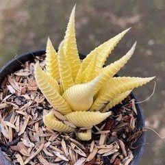 Sukulen Haworthia Limifolia Varigata Biasa