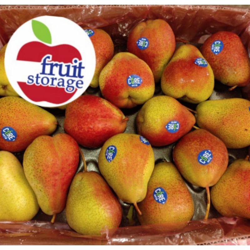 Bibit Buah Pear Forelle Afrika / Pir Forelle, Import, Cepat Berbuah