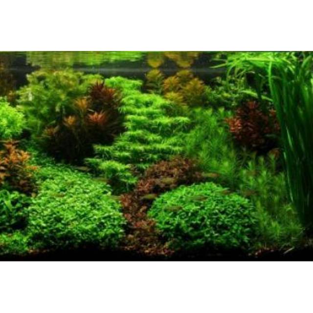 Lampu Led Aquarium KANDILA S-600 RGBW Extra Terang Led Aquarium Aquascape 120 titik 24watt